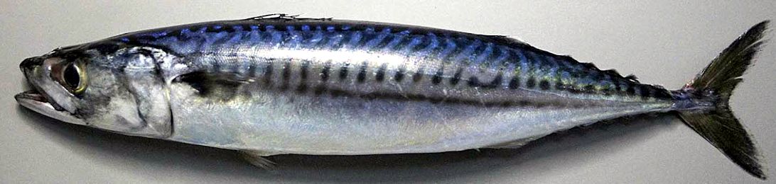 Scomber scombrus_06.jpg